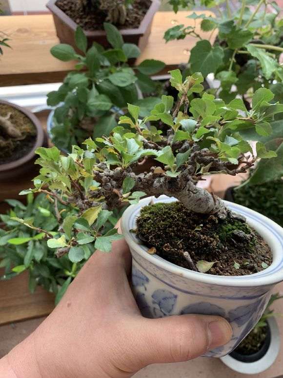 长寿梅下山桩新叶黄 怎么办 图片