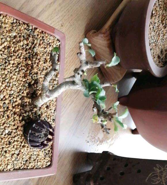 长寿梅下山桩好养吗 怎么养护 图片