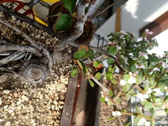 为什么长寿梅下山桩叶黑是根出问题 图片