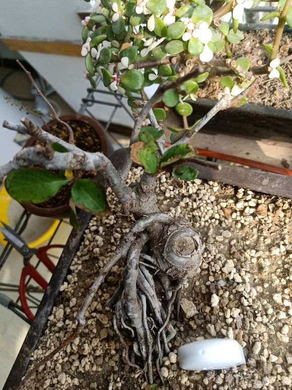 为什么长寿梅下山桩叶黑是根出问题 图片