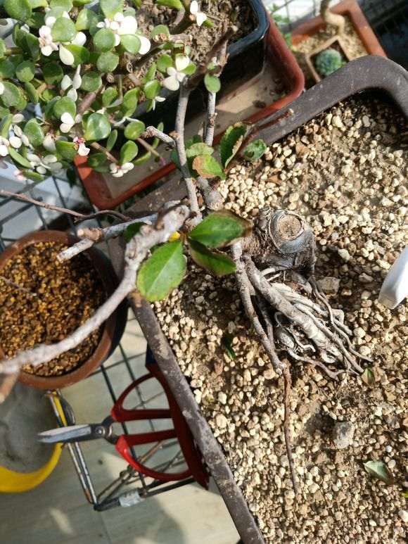 为什么长寿梅下山桩叶黑是根出问题 图片