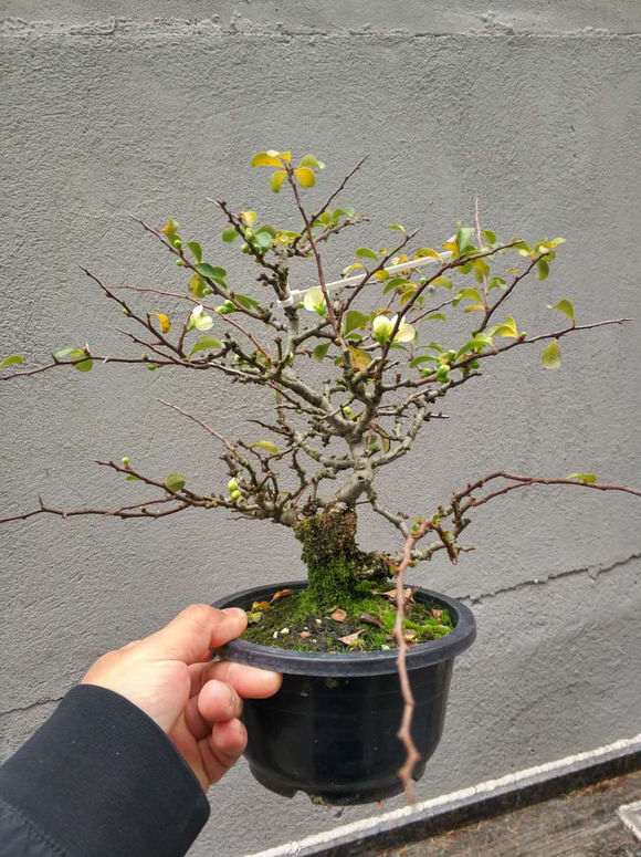 夏季长寿梅下山桩可以换盆吗 怎么样