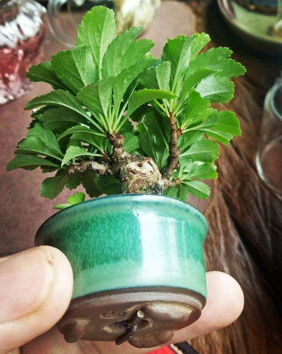 长寿梅下山桩只长叶不开花 怎么办 图片