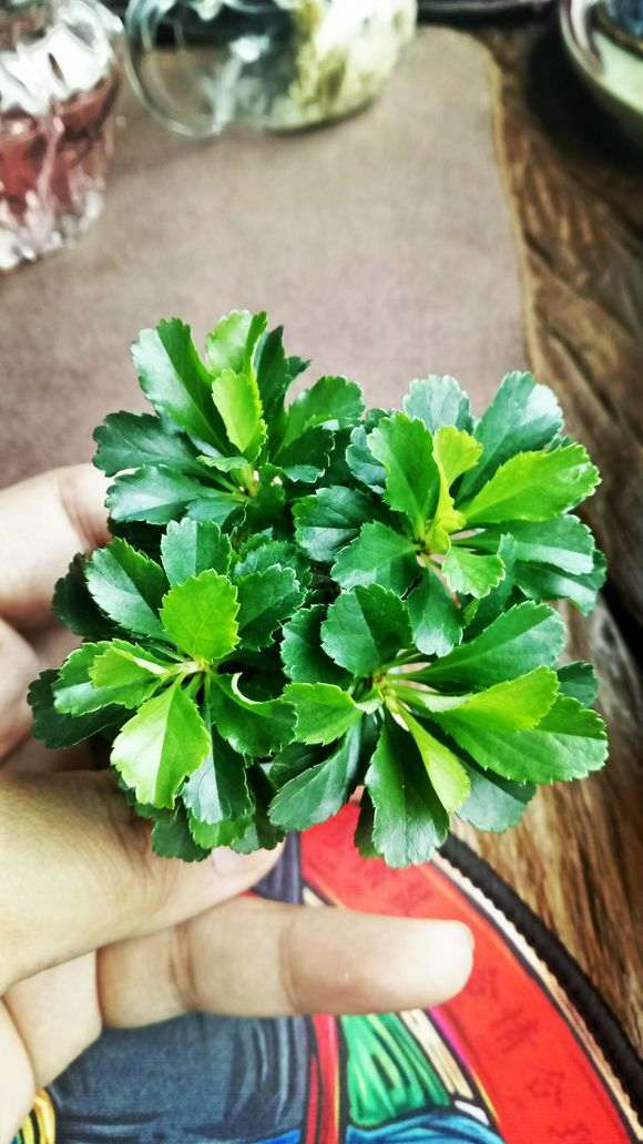 长寿梅下山桩只长叶不开花 怎么办 图片