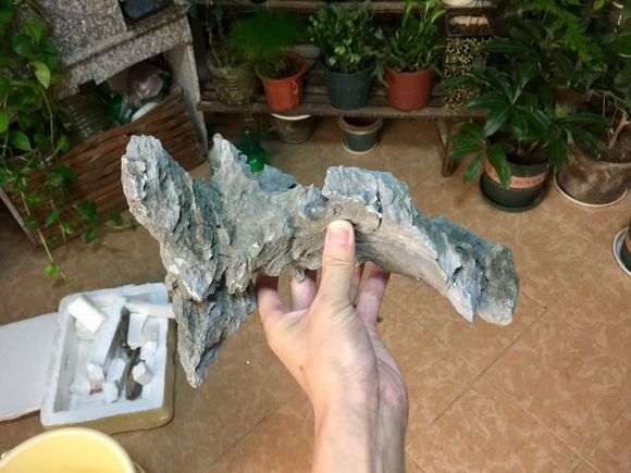 图解 长寿梅下山桩怎么制作过桥盆景