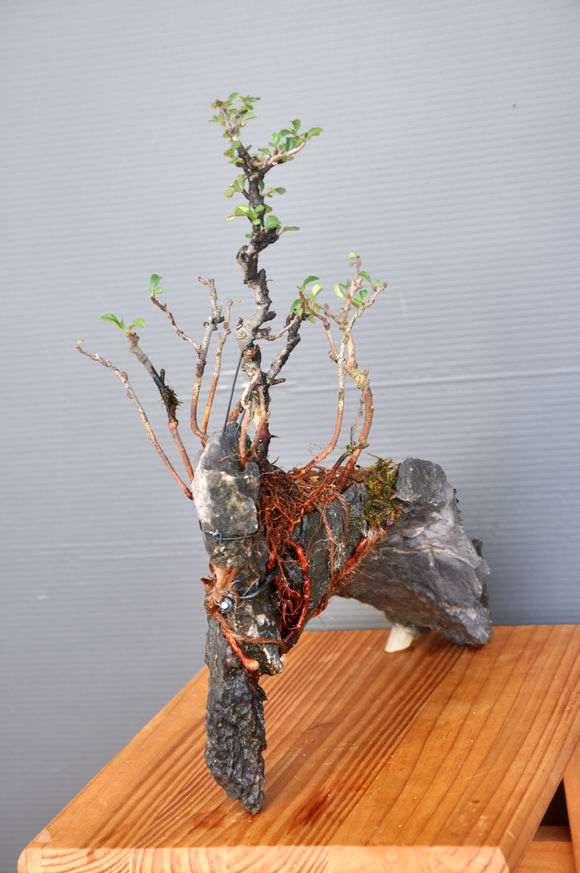图解 长寿梅下山桩怎么制作过桥盆景