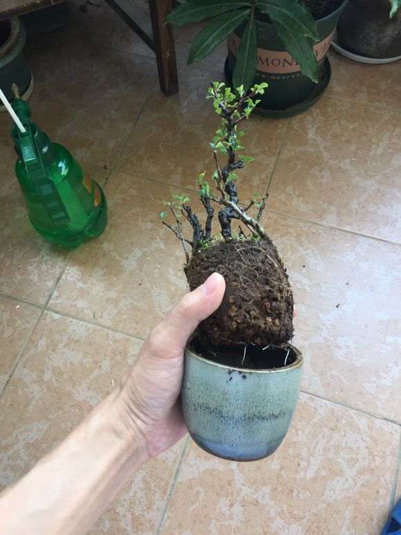 图解 长寿梅下山桩怎么制作过桥盆景
