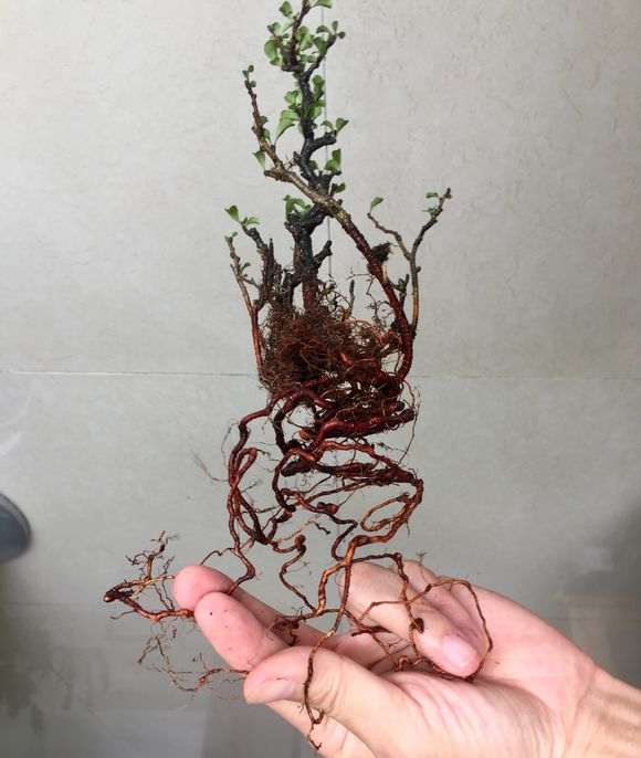 图解 长寿梅下山桩怎么制作过桥盆景