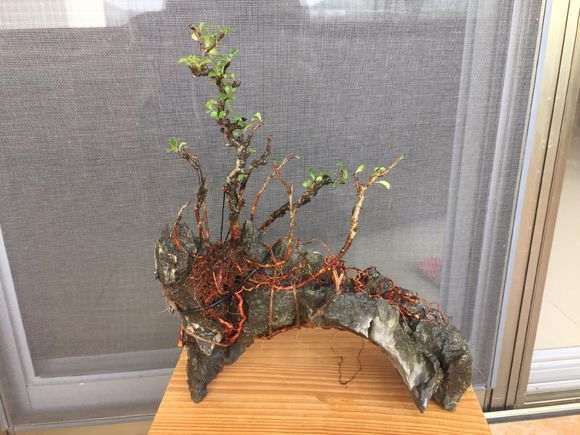 图解 长寿梅下山桩怎么制作过桥盆景