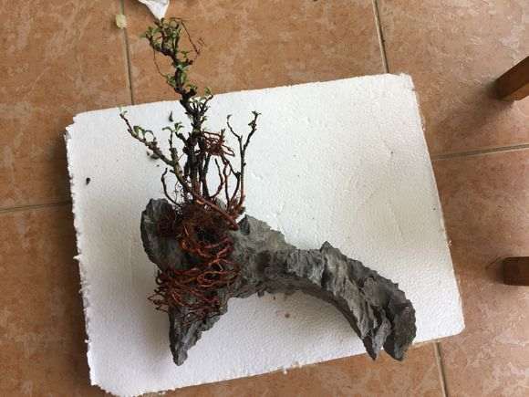 图解 长寿梅下山桩怎么制作过桥盆景