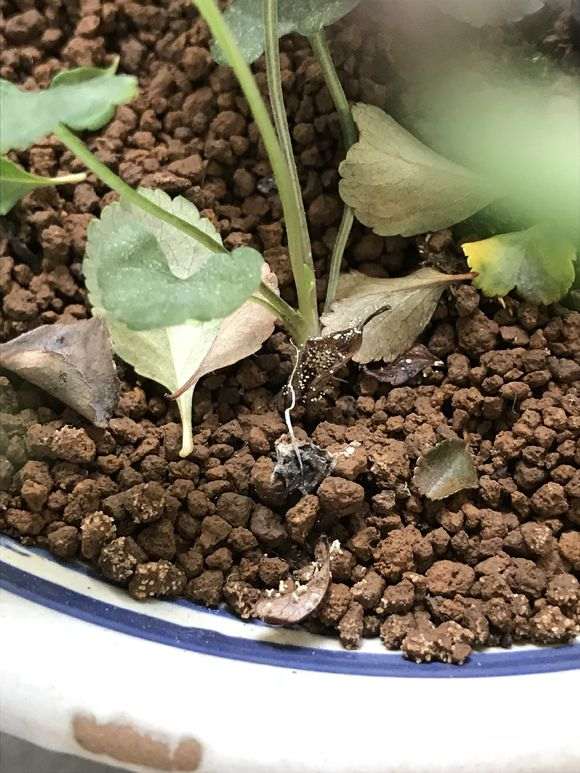 长寿梅下山桩气温高 影响开花吗 图片