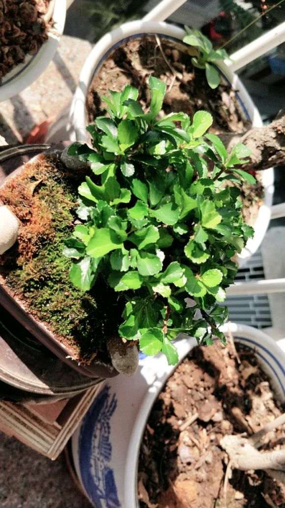 长寿梅下山桩叶子越来越多 怎么办 图片