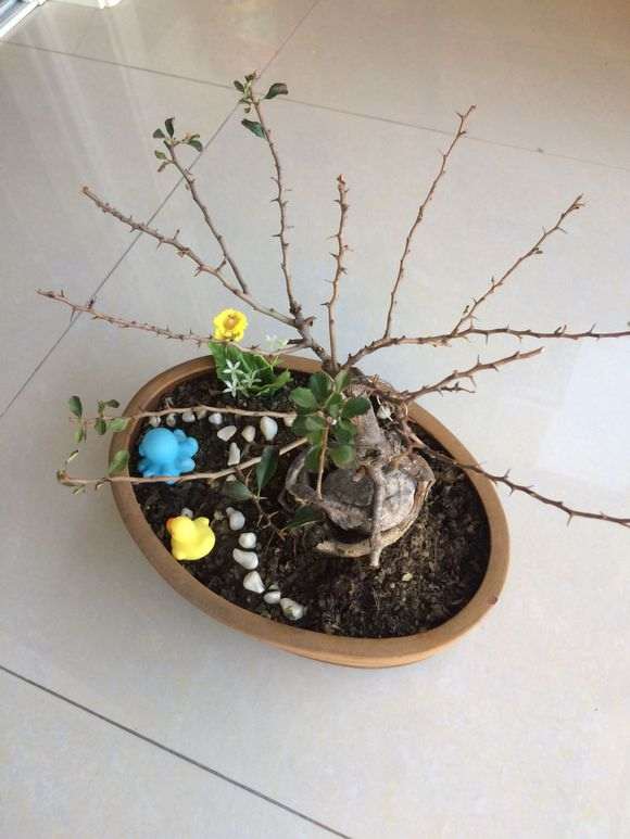 长寿梅下山桩叶子掉光后 怎么办 图片