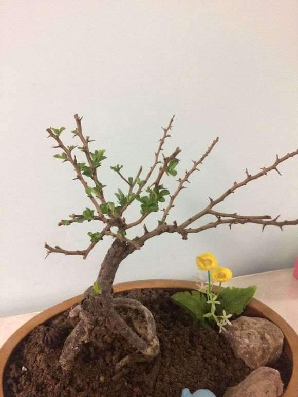 长寿梅下山桩叶子掉光后 怎么办 图片