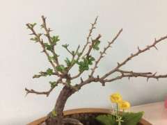 长寿梅下山桩叶子掉光后 怎么办 图片