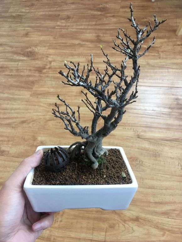 长寿梅下山桩只开花不长叶 怎么办 图片