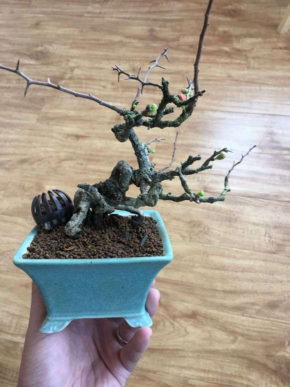 长寿梅下山桩只开花不长叶 怎么办 图片