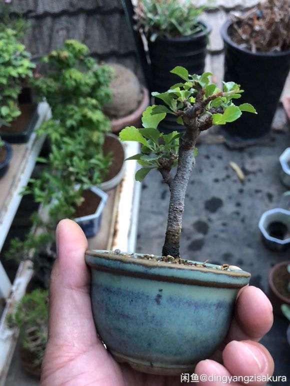 这个长寿梅下山桩 是不是红花一号 图片