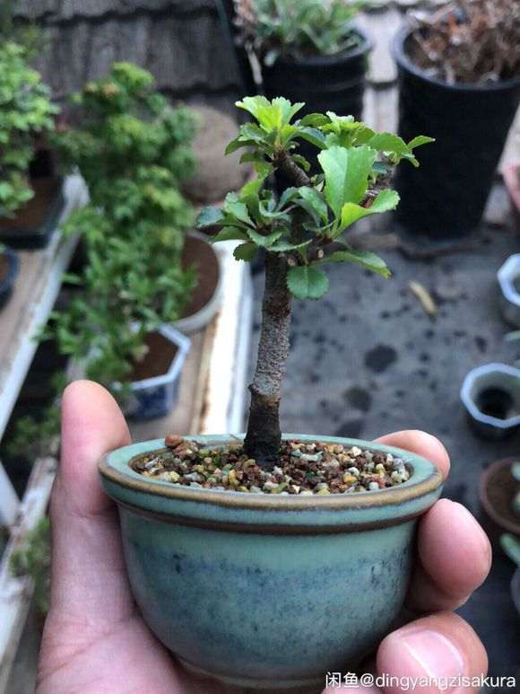 这个长寿梅下山桩 是不是红花一号 图片