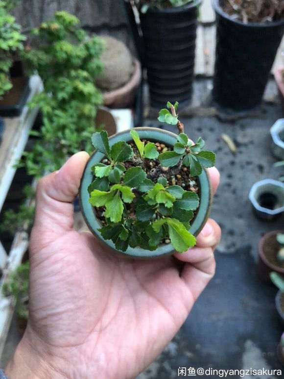 这个长寿梅下山桩 是不是红花一号 图片