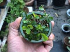 这个长寿梅下山桩 是不是红花一号 图片