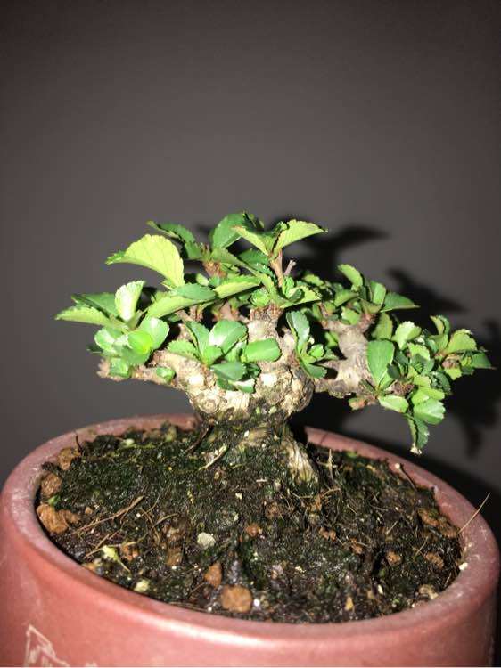 矮霸长寿梅下山桩长新叶了 图片