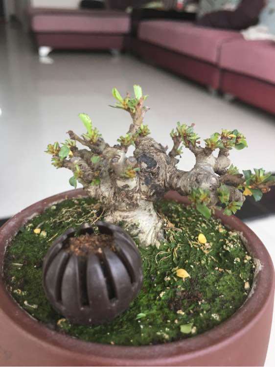 矮霸长寿梅下山桩长新叶了 图片