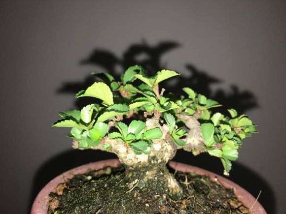 矮霸长寿梅下山桩长新叶了 图片