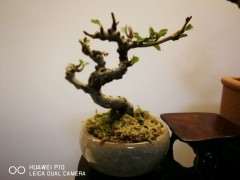 夏季长寿梅下山桩叶子掉光了 怎么办