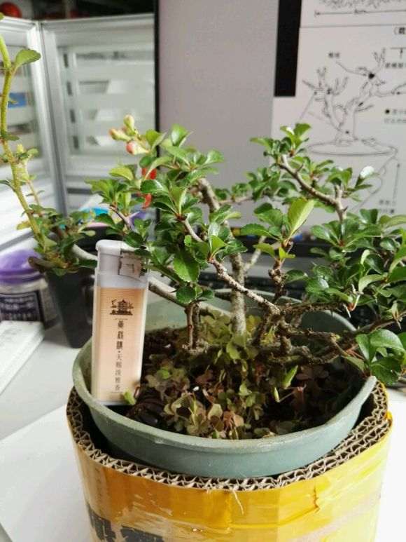 这盆是原生日本长寿梅下山桩吗 图片