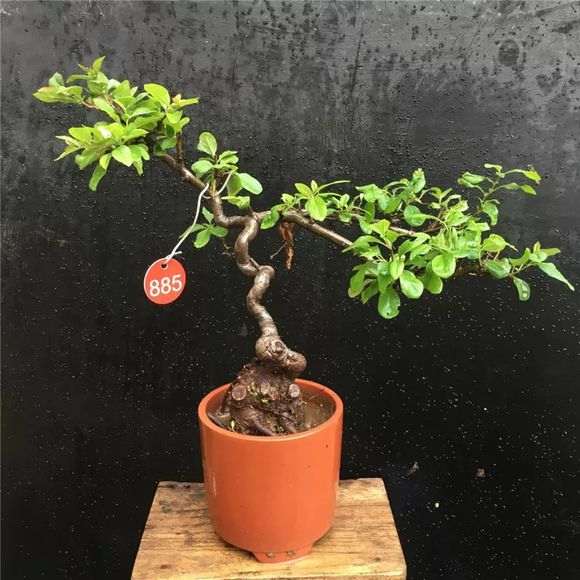 长寿梅下山桩的叶子怎么不像 图片