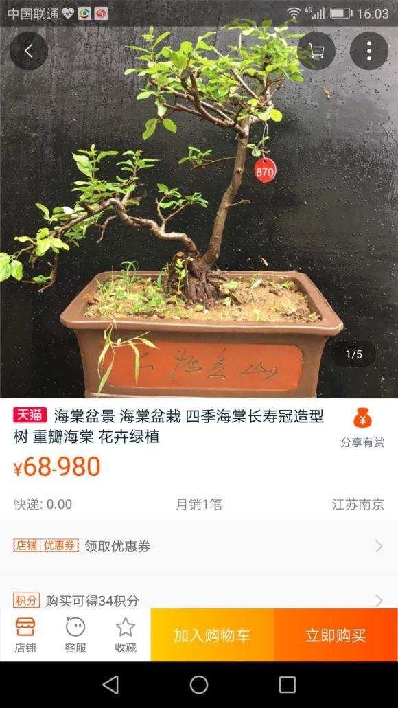 长寿梅下山桩的叶子怎么不像 图片