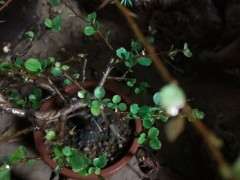 长寿梅下山桩叶子有白色的斑点 怎么办