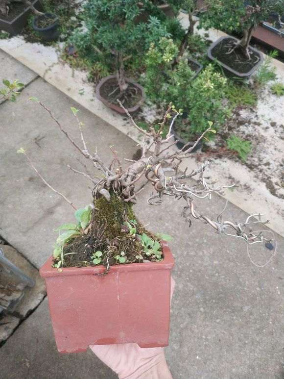 长寿梅下山桩水少掉叶吗 怎么办 图片