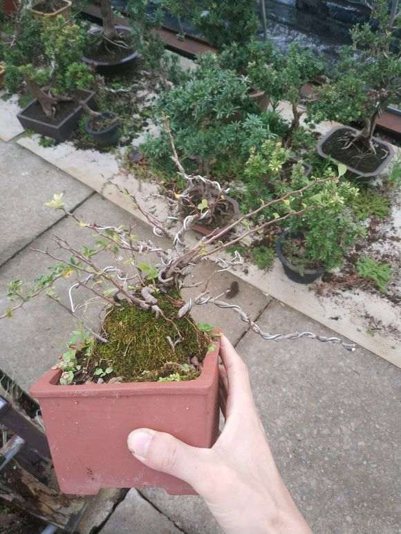 长寿梅下山桩水少掉叶吗 怎么办 图片