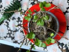 长寿梅下山桩叶子有斑点 怎么办 图片