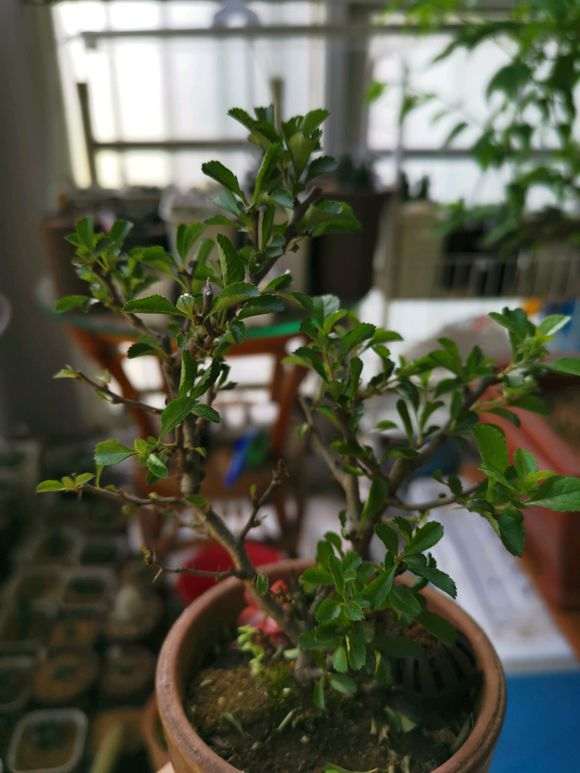 长寿梅下山桩老叶都卷 掉叶 怎么办 图片