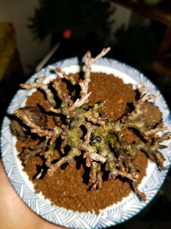 长寿梅下山桩怎么洗根 泡多菌灵 图片