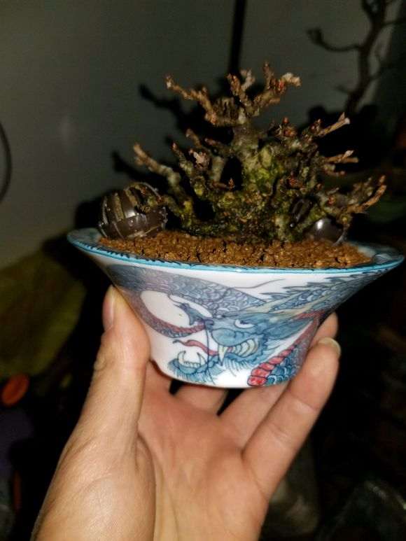 长寿梅下山桩怎么洗根 泡多菌灵 图片