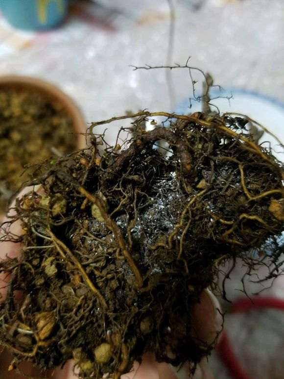 长寿梅下山桩怎么洗根 泡多菌灵 图片