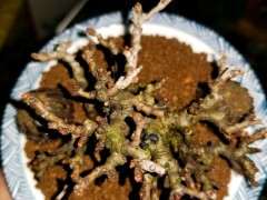 长寿梅下山桩怎么洗根 泡多菌灵 图片