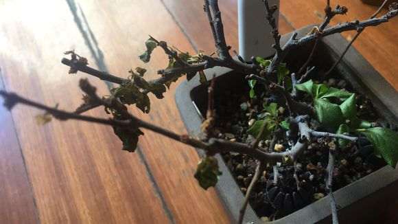 长寿梅下山桩水太多 怎么办 图片