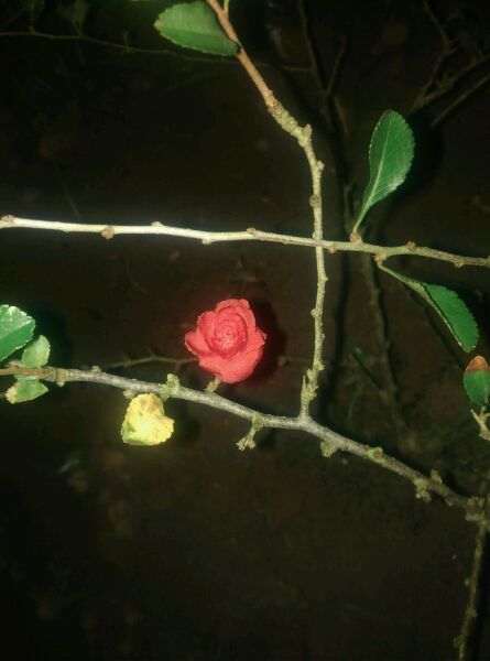 长寿梅下山桩的杂交品种 怎么样 图片