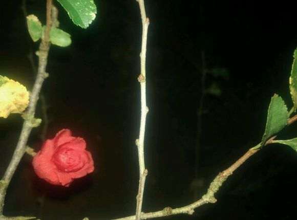 长寿梅下山桩的杂交品种 怎么样 图片