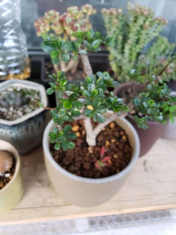 长寿梅下山桩怎么回事吗 我用了生根剂