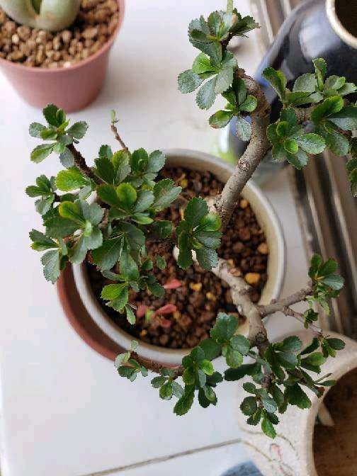 长寿梅下山桩怎么回事吗 我用了生根剂