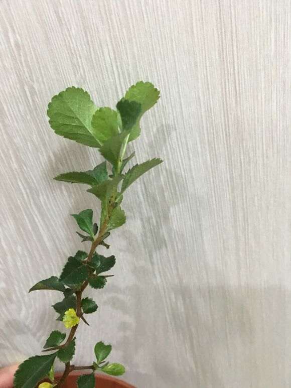这是长寿梅下山桩的红蜘蛛 怎么办 图片