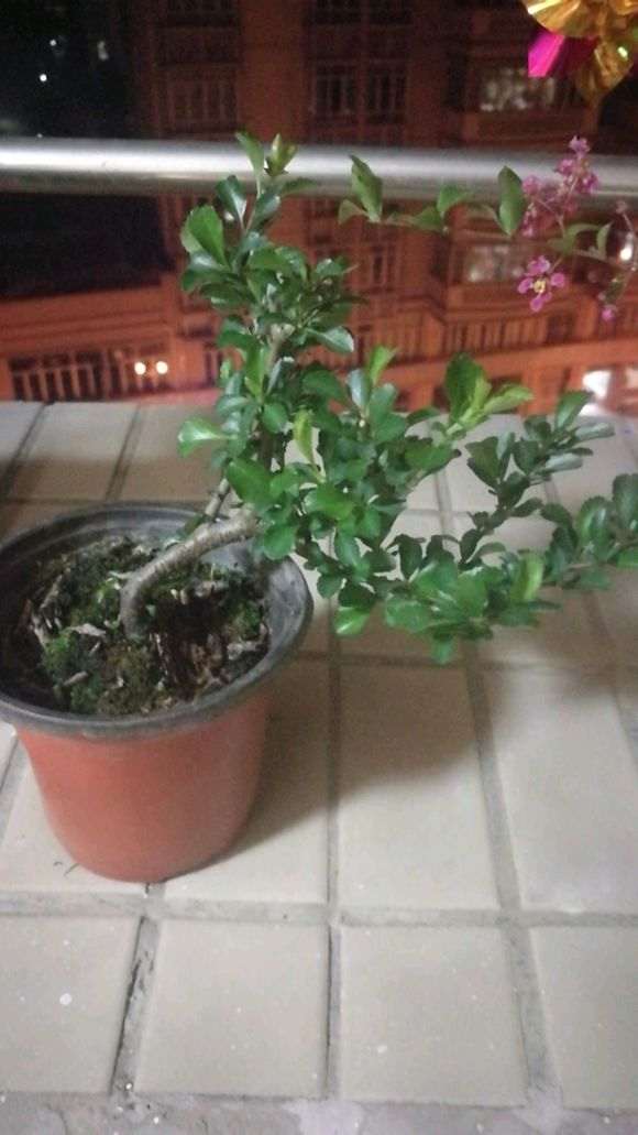 这是长寿梅下山桩的红蜘蛛 怎么办 图片