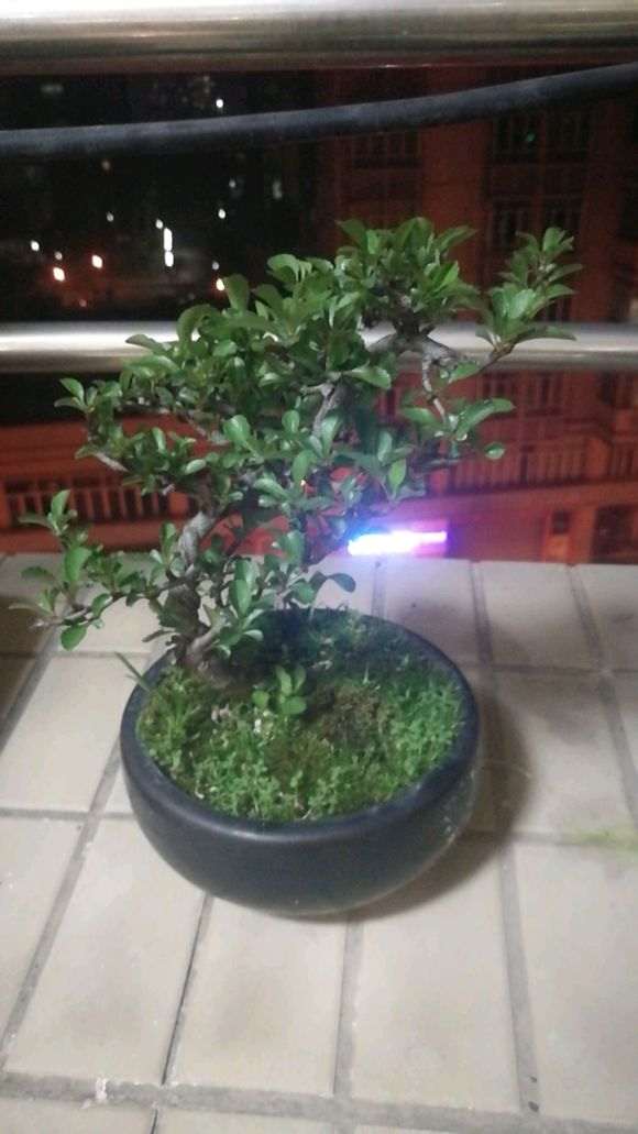 这是长寿梅下山桩的红蜘蛛 怎么办 图片