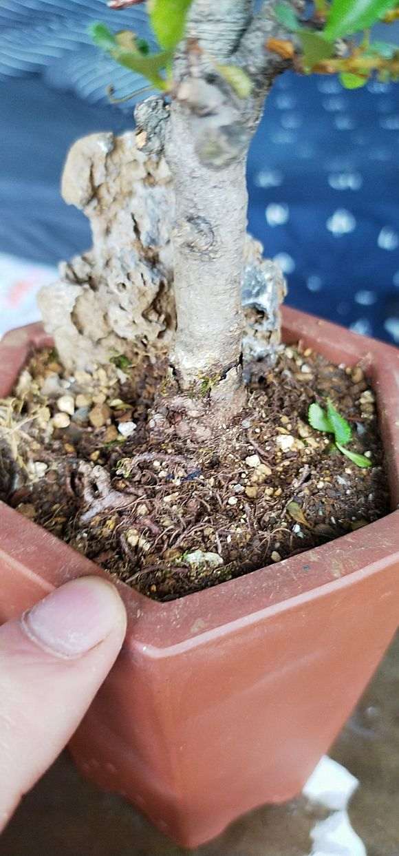 长寿梅下山桩新枝丫干枯了 怎么办 图片